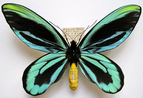 世界上最大的蝴蝶，亚历山大女皇鸟翼凤蝶（翅展28厘米）