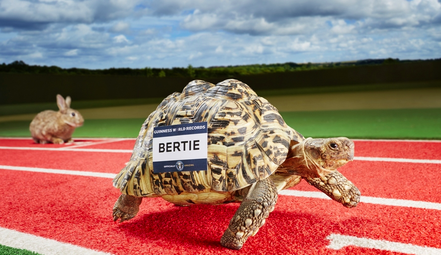 世界上跑得最快的乌龟，爱吃草莓的“龟生赢家”（来自英国）