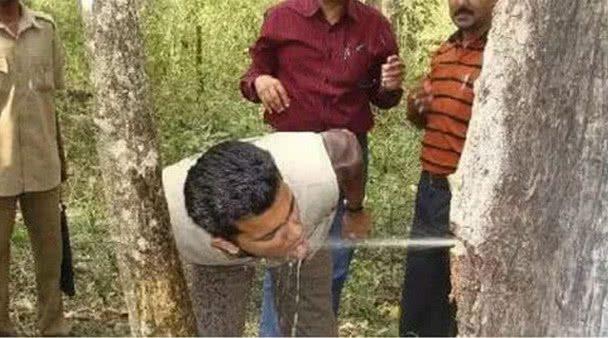 世界上最能储水的树，挖个小孔就能流出“饮料”（像个纺锤）