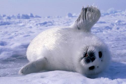 世界最耐寒的动物排行，北极熊只能排第四（难以想象）