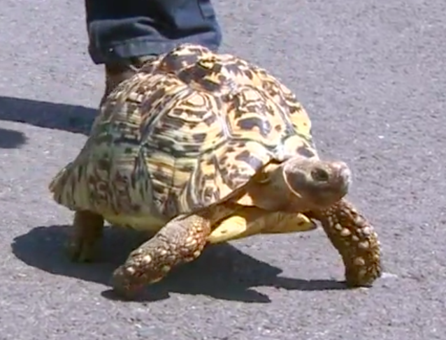 世界上跑得最快的乌龟，爱吃草莓的“龟生赢家”（来自英国）