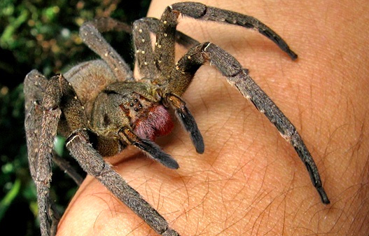 世界最毒蜘蛛排行前三名，常有咬人致死案例发生（剧毒蜘蛛）