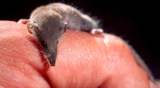 世界上最小的哺乳动物，你可能连它的名字都不会读（鼩鼱）