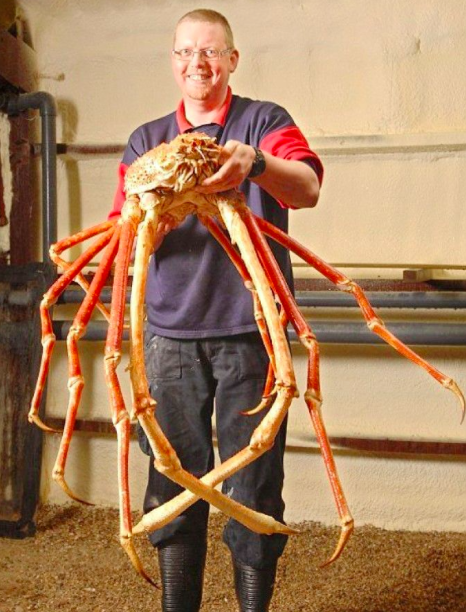 世界上最大的螃蟹，被人们称为“杀人蟹”（十分凶猛）