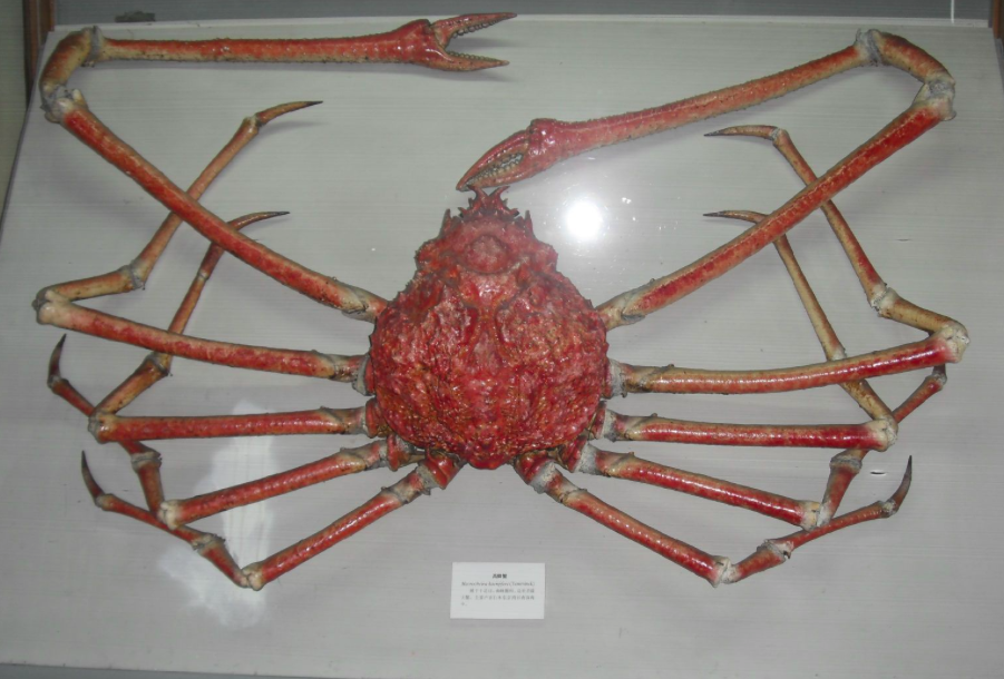 世界上最大的螃蟹，被人们称为“杀人蟹”（十分凶猛）