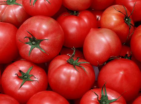 世界上最大的番茄，和人的脑袋一样大（重达8斤）