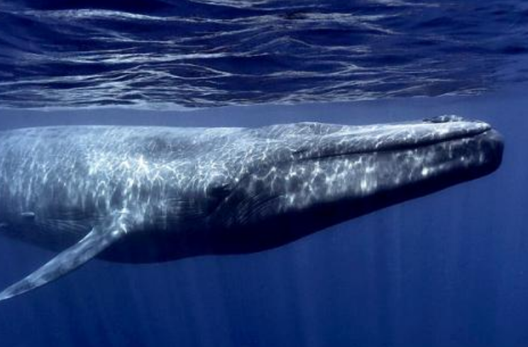 世界上最大的动物排名，第一名很多人都知道（海洋动物）