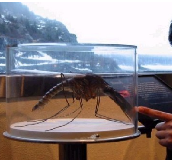 世界上最大的蚊子，成年后改吃素了（奇特）