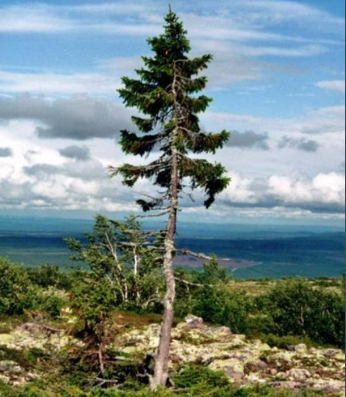 世界上最古老的树，近一万岁的高龄（欧洲云杉）
