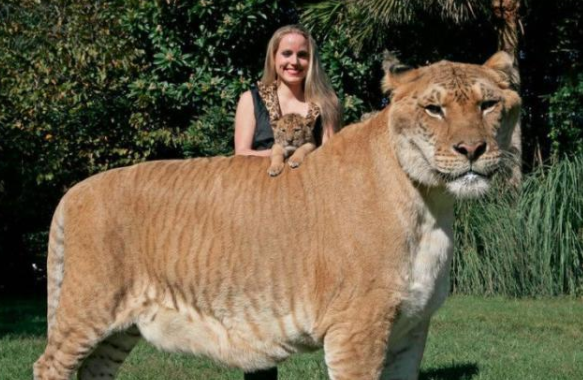 世界上最大的猫科动物，体型虽大但脾气却十分温顺