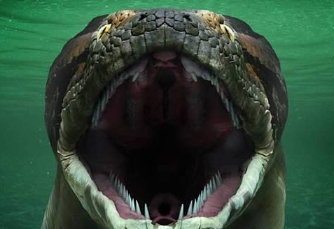 世界上最大的蛇是什么，会像《狂蟒之灾》里面那样一口能吞掉一个人吗