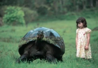 世界上最大的乌龟，仅分布于南美洲的小岛上（十分罕见）