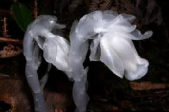 世界上最神秘的花，难得一见的幽灵花（死亡之花）