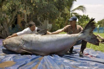 世界上最大的淡水鱼，只生活在湄公河里（巨型鲶鱼）