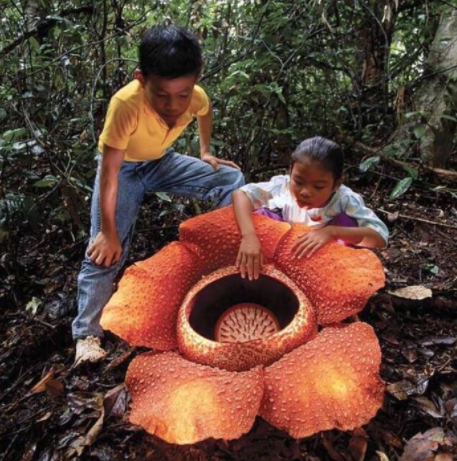 世界上最大的花是什么，5个花瓣既能达到10公斤重