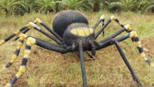 世界上最大的蜘蛛，喜欢捕食鸟类（绝佳猎手）