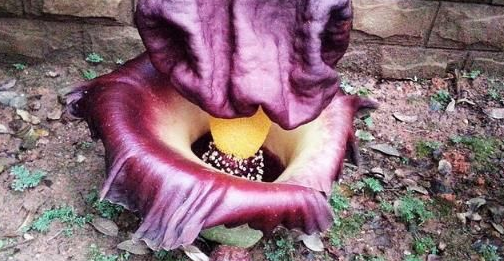 世界上最臭的花是什么花，尸香魔芋百米之外都能闻到臭味