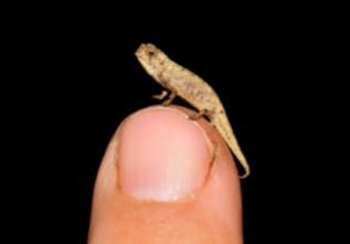 世界上最小爬行动物，趴在指尖的变色龙（稀奇）