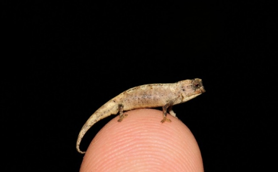 世界上最小的爬行动物是什么，来自马达加斯加北部