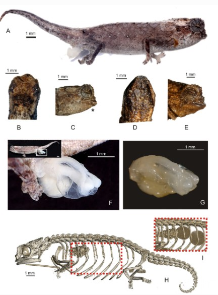 世界上最小的爬行动物是什么，来自马达加斯加北部