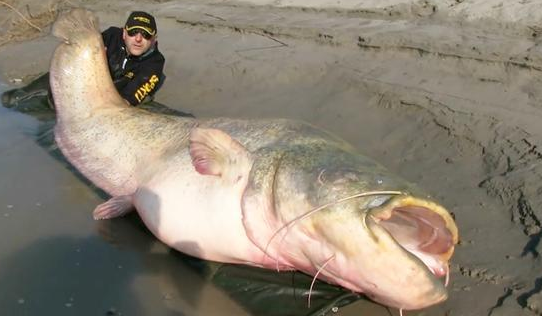 世界上最大的鲶鱼是什么，已经属于濒危动物