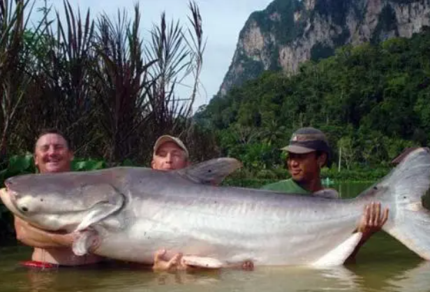 世界上最大的鲶鱼是什么，已经属于濒危动物