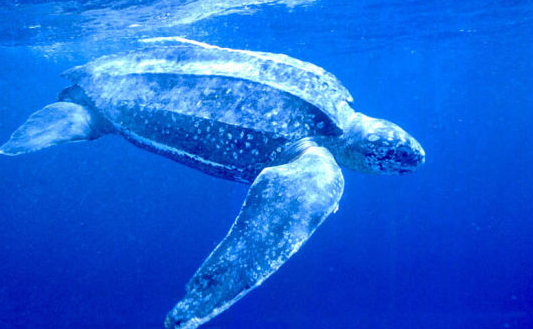 世界上体型最大的海龟，体重在800-900公斤之间