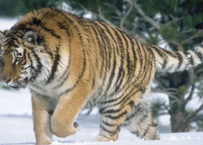 世界上最大的老虎品种是什么，光尾巴长度就达到了1米
