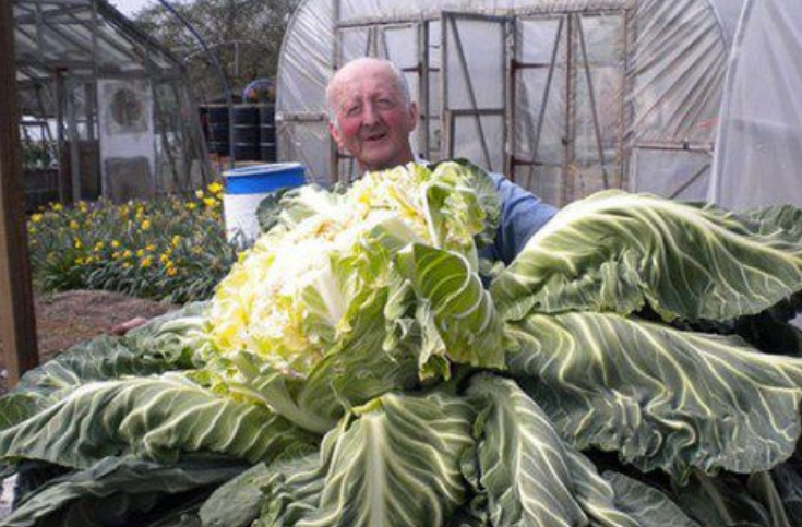 世界上最大的花菜，五十斤的花菜你见过吗（惊人）