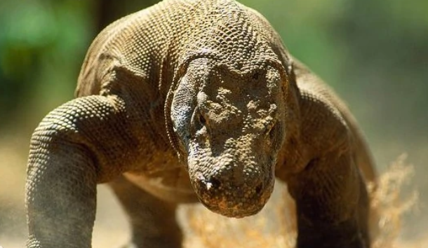 世界上最大的蜥蜴是什么，当地居民称之为“科摩多龙”
