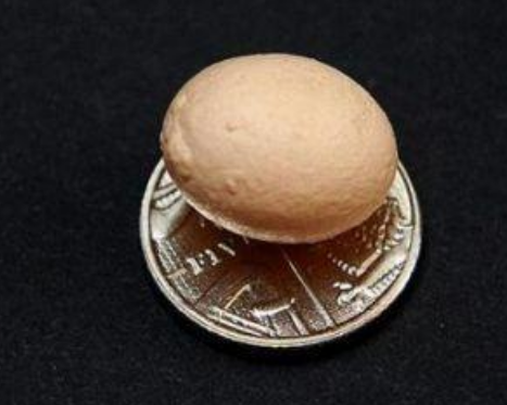 世界上最小的鸡蛋，还没有指甲盖大（超迷你）