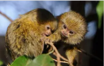世界上最小的猴子，更像一只小松鼠（罕见）