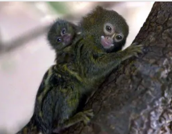 世界上最小的猴子，更像一只小松鼠（罕见）