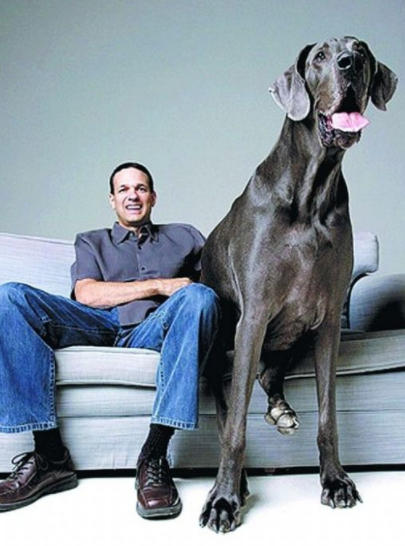 世界上最大的狗，站起来可达两米二（庞然大物）