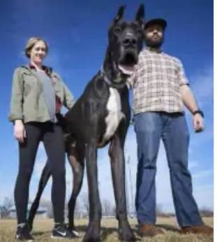 世界上最大的狗，站起来可达两米二（庞然大物）