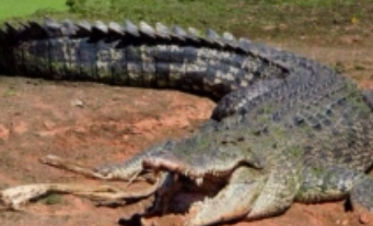 世界上最大的鳄鱼，体重超过一吨（庞然大物）