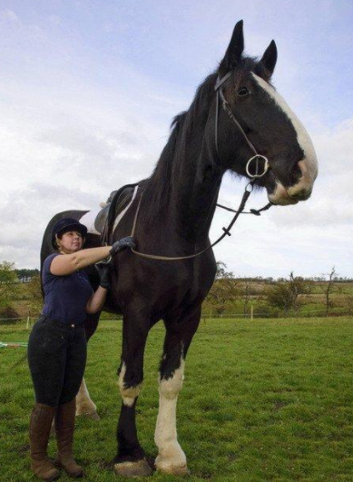 世界上最大的马，能拉动五吨重物（力量惊人）