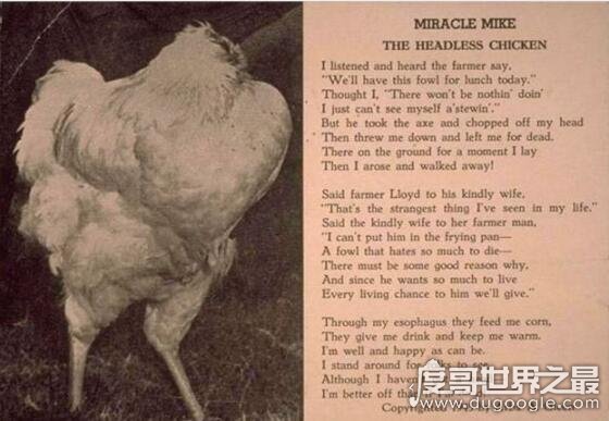 无头鸡麦克不死之谜，鸡被砍脑袋后活了18个月(没伤到关键部位)