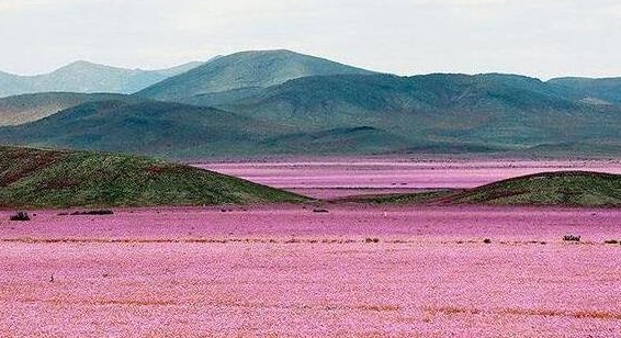 世界上最神奇的沙漠，一夜之间竟变为花的海洋