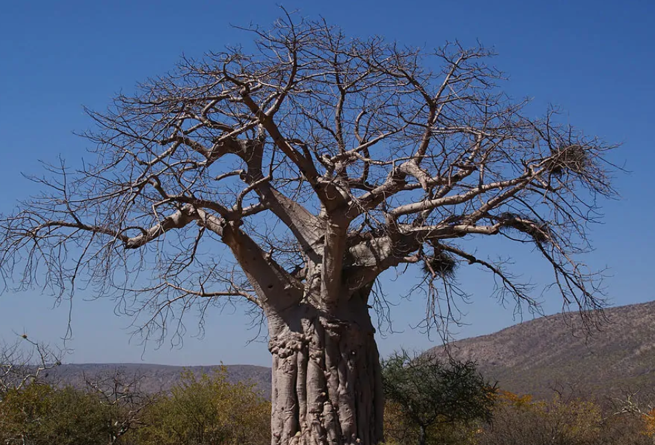 世界上寿命最长的树猴面包树，最老的已经生存了5500年