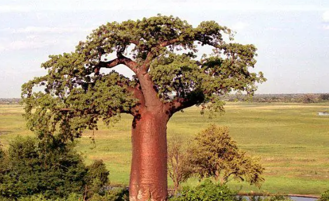 世界上寿命最长的树猴面包树，最老的已经生存了5500年