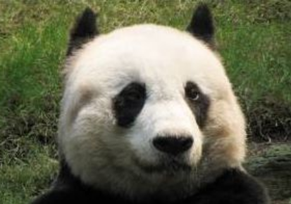 世界上寿命最长的熊猫，相当于人类110岁（养在香港）