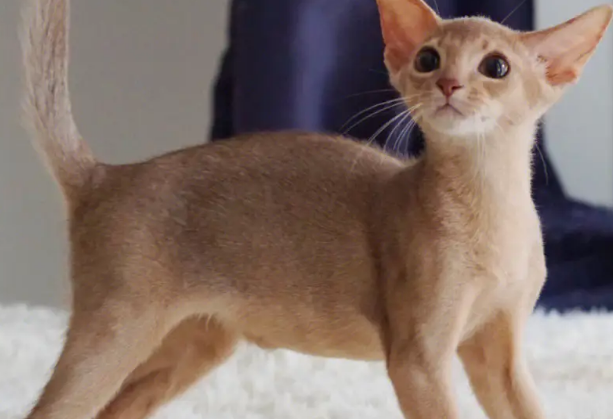 世界上血统最高贵的猫 阿比西尼亚猫(有4000年历史)