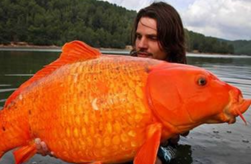 世界上最大的金鱼，体型大的不像鱼（有些惊人）