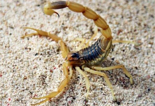 世界上最毒的蝎子，带有致命剧毒被称“杀人蝎”