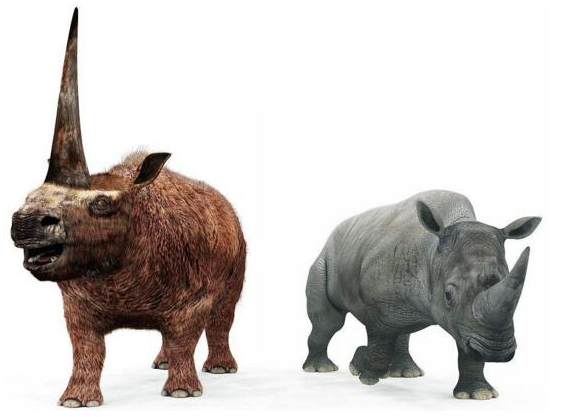 史上最大的有角犀牛，光牛角长度就能达到两米
