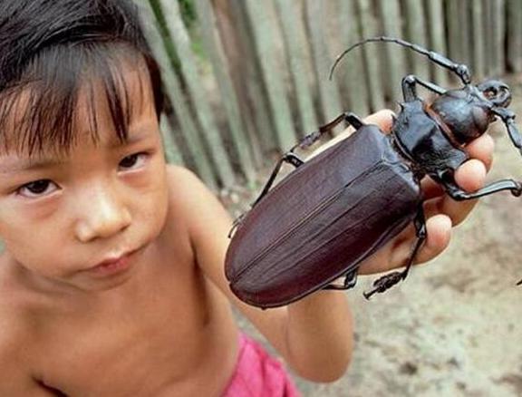 盘点世界上最大的昆虫，第一名体长达0.62米
