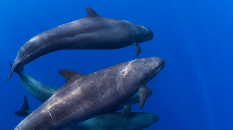 世界上最悲哀的濒危动物伪虎鲸，集体自杀（心痛）