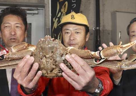 世界上最贵的螃蟹，来自日本松叶蟹一只要32万人名币