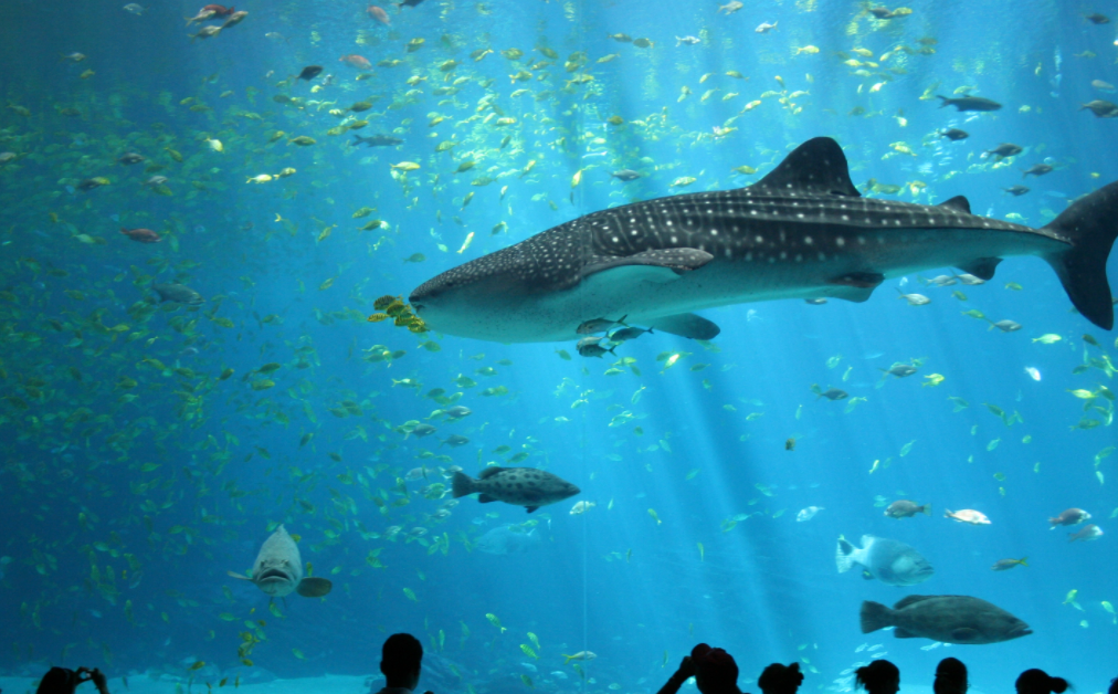 世界上最大的水族馆在哪里，总蓄水量达到了2.2万立方米